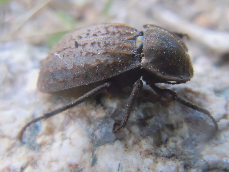 tenebrionide dalla Gallura: Asida sp.